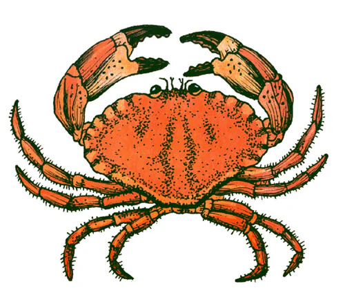 Crab - Tattoonie - Image 2