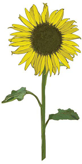 Sunflower Tattoo